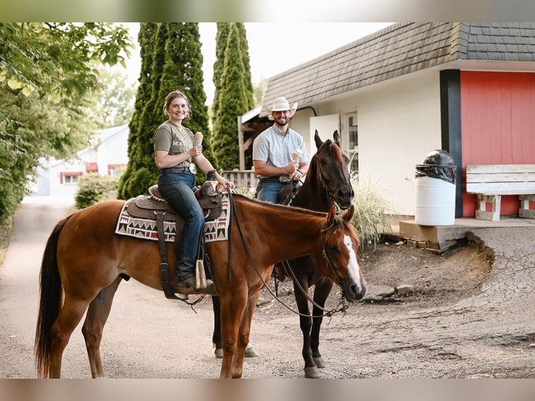 American Quarter Horse Wałach 4 lat 168 cm Bułana in Dalton, OH