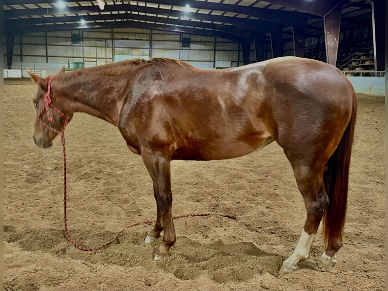 American Quarter Horse Wałach 4 lat Ciemnokasztanowata in Bolivar MO