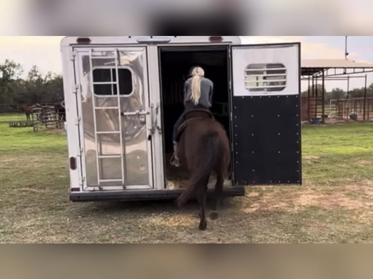 American Quarter Horse Wałach 4 lat Ciemnokasztanowata in Weatherford TX