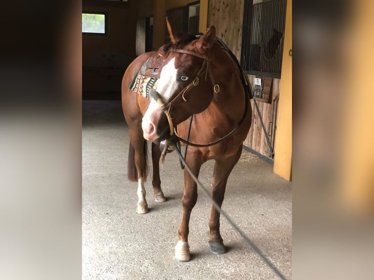 American Quarter Horse Wałach 4 lat Gniada in Bogogno