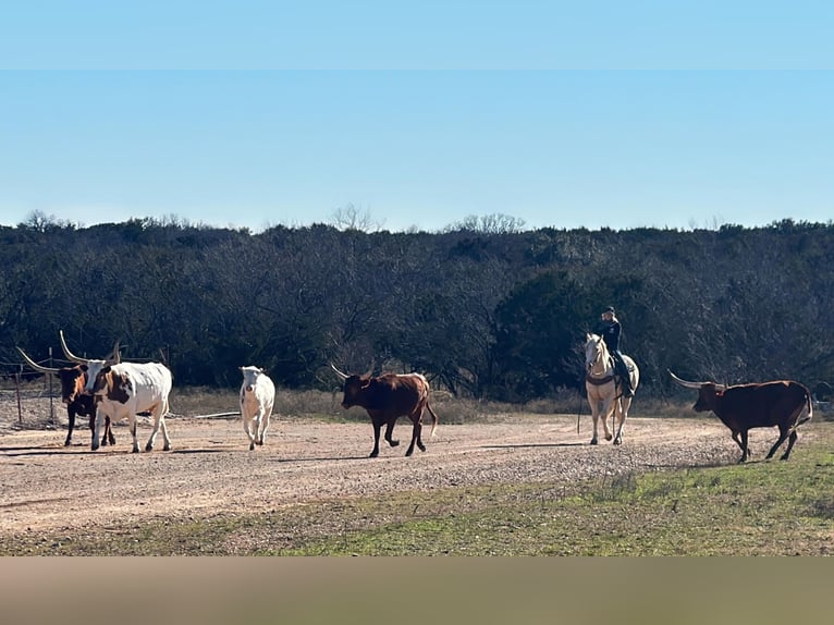 American Quarter Horse Wałach 4 lat Izabelowata in Jacksboro TX