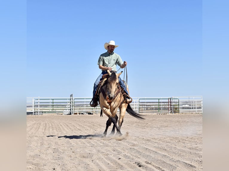 American Quarter Horse Wałach 4 lat Jelenia in Bayard, Nebraska