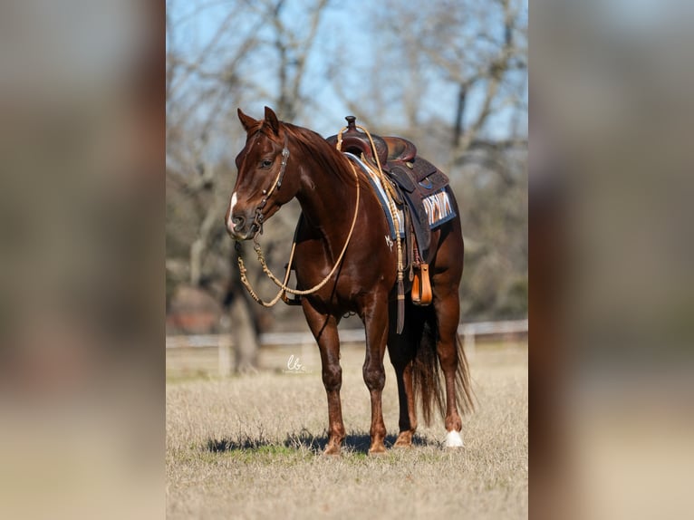 American Quarter Horse Wałach 4 lat Kasztanowata in Terrell