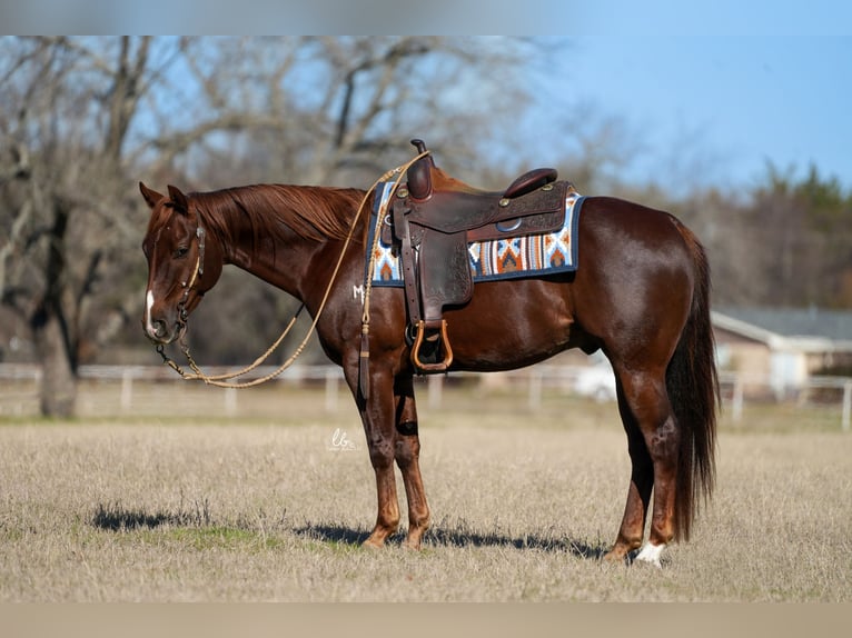 American Quarter Horse Wałach 4 lat Kasztanowata in Terrell