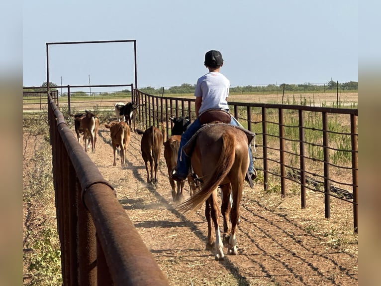 American Quarter Horse Wałach 4 lat Kasztanowatodereszowata in Byers Tx