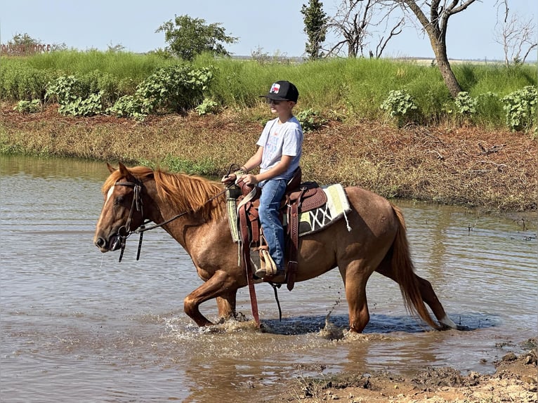 American Quarter Horse Wałach 4 lat Kasztanowatodereszowata in Byers Tx