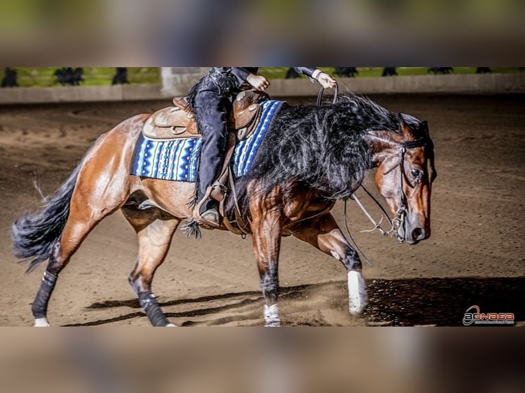 American Quarter Horse Wałach 4 lat in Eppan