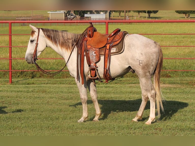 American Quarter Horse Wałach 4 lat Siwa in Grand Saline, TX