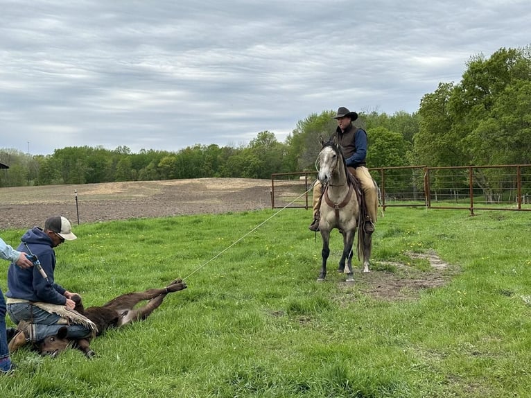 American Quarter Horse Wałach 4 lat Siwa in Nevis, MN