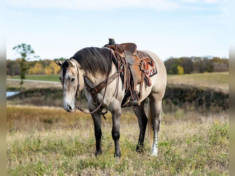 American Quarter Horse Wałach 4 lat Siwa in Nevis, MN