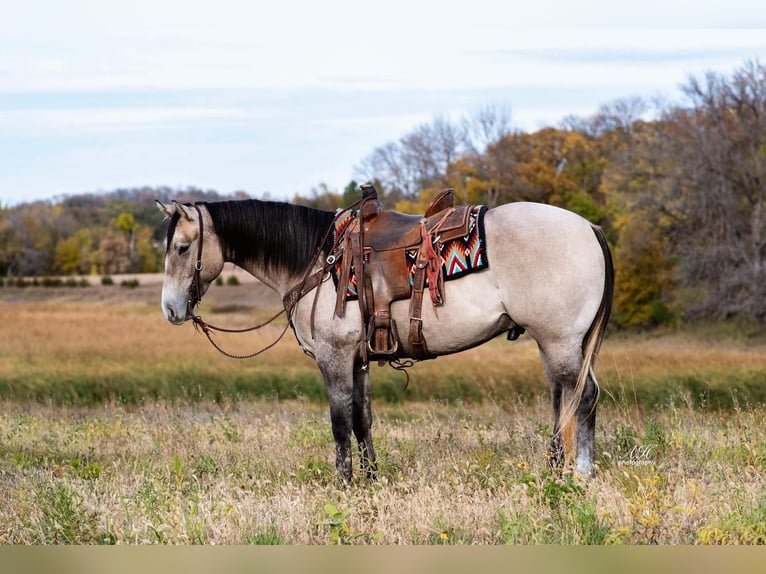 American Quarter Horse Wałach 4 lat Siwa in Nevis, MN