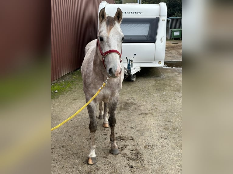 American Quarter Horse Wałach 4 lat Siwa in Herentals