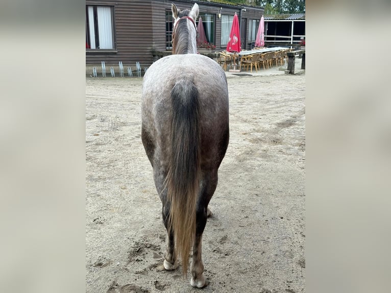 American Quarter Horse Wałach 4 lat Siwa in Herentals