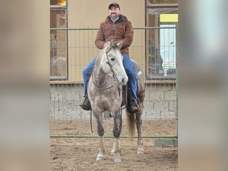 American Quarter Horse Wałach 4 lat Siwa in Herentals