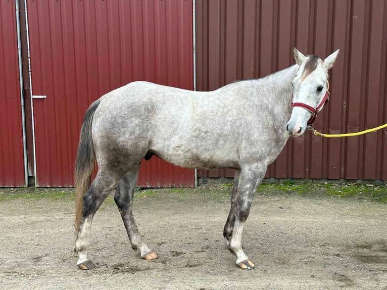 American Quarter Horse Wałach 4 lat Siwa in Herentals