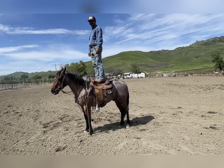American Quarter Horse Wałach 5 lat 140 cm Gniadodereszowata in Paicines CA