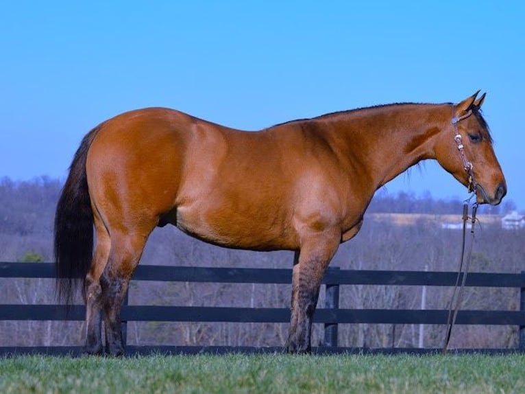 American Quarter Horse Wałach 5 lat 142 cm Bułana in Fredricksburg OH