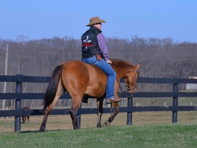 American Quarter Horse Wałach 5 lat 142 cm Bułana in Fredricksburg OH