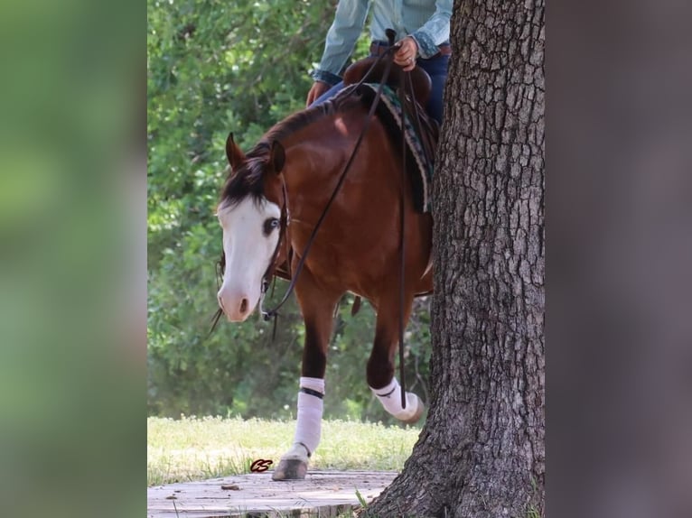 American Quarter Horse Wałach 5 lat 142 cm Gniada in Jacksboro, TX