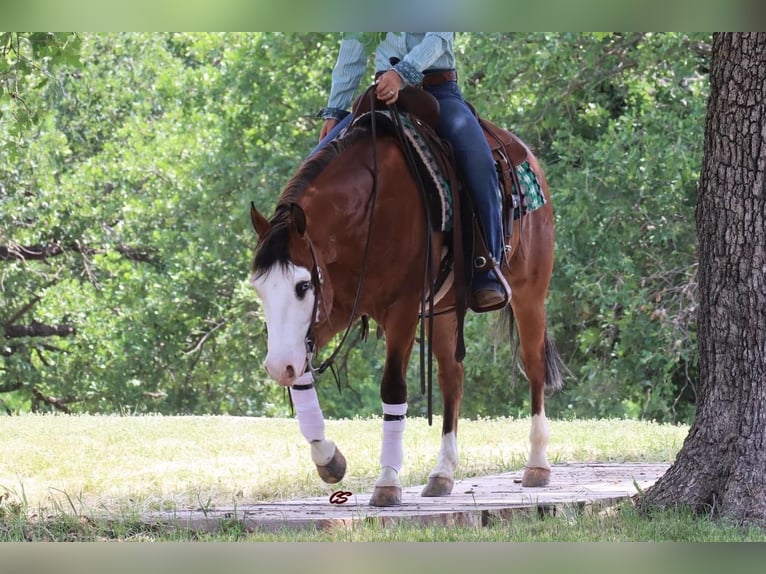 American Quarter Horse Wałach 5 lat 142 cm Gniada in Jacksboro, TX