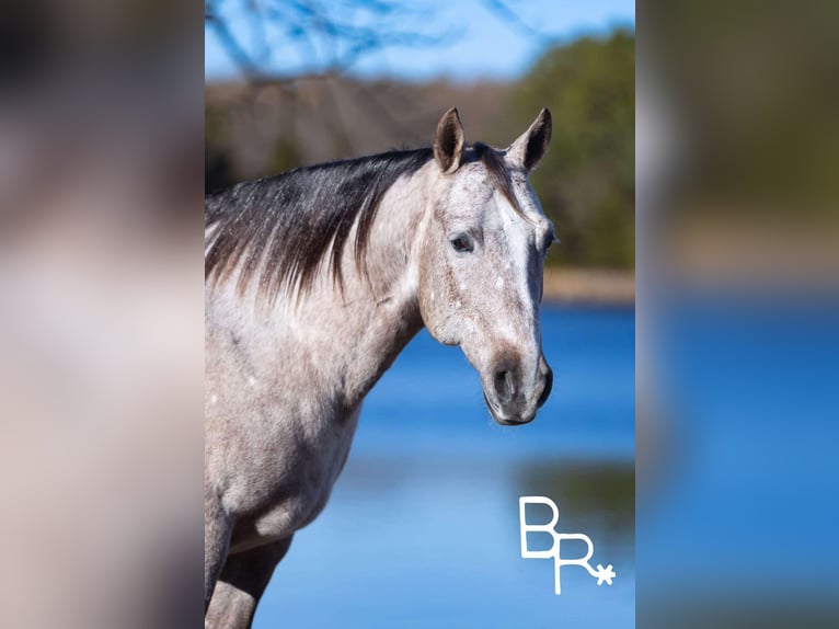 American Quarter Horse Wałach 5 lat 142 cm Siwa jabłkowita in Mountain Grove MO