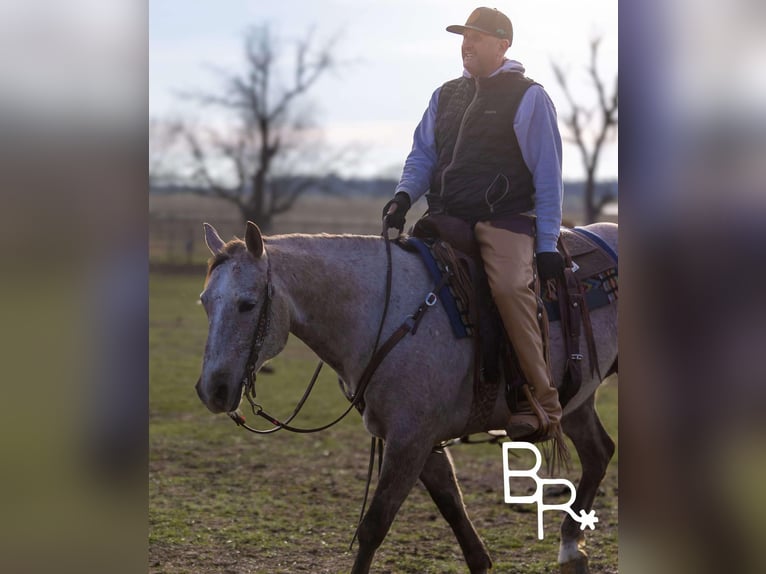 American Quarter Horse Wałach 5 lat 142 cm Siwa jabłkowita in Mountain Grove MO