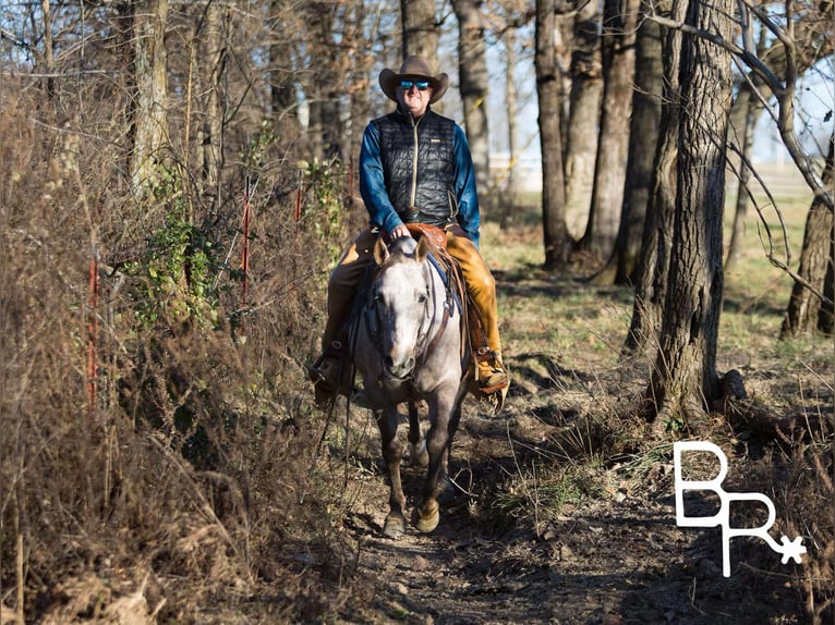 American Quarter Horse Wałach 5 lat 142 cm Siwa jabłkowita in Mountain Grove MO