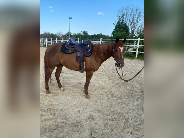 American Quarter Horse Wałach 5 lat 144 cm Kasztanowata in Erftstadt