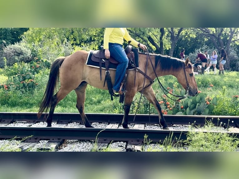 American Quarter Horse Wałach 5 lat 145 cm Bułana in Weatherford TX