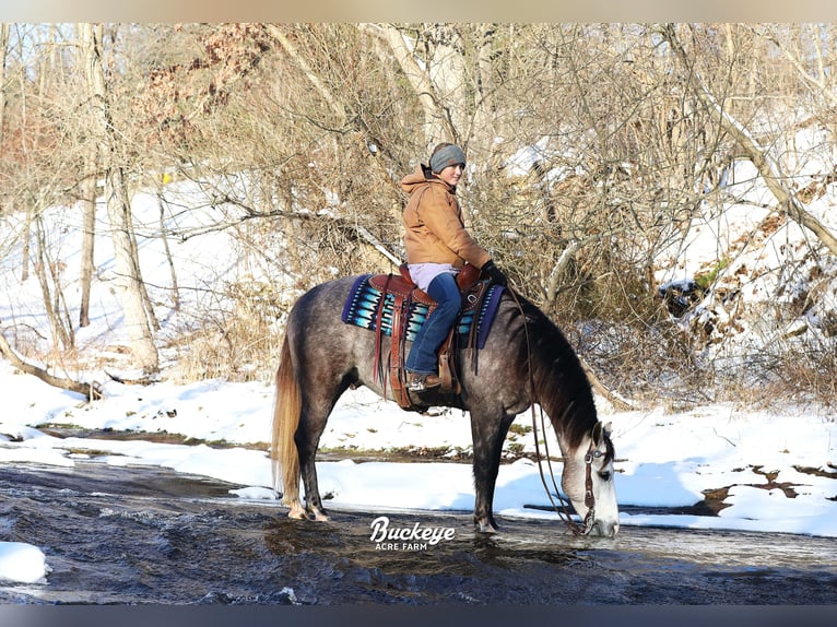 American Quarter Horse Wałach 5 lat 145 cm Siwa jabłkowita in Millersburg