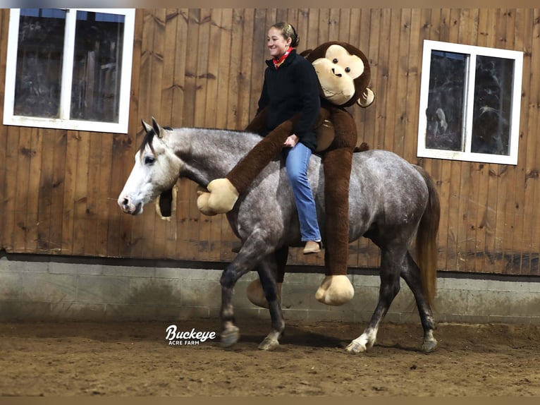 American Quarter Horse Wałach 5 lat 145 cm Siwa jabłkowita in Millersburg