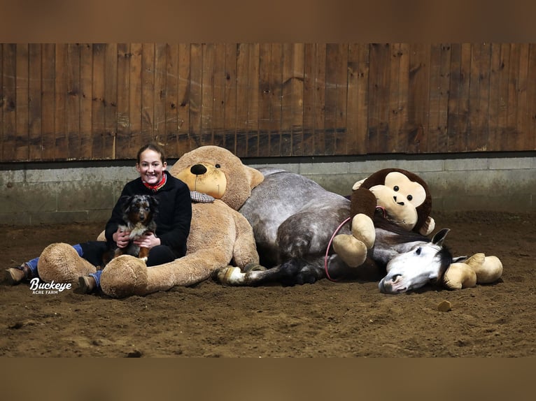 American Quarter Horse Wałach 5 lat 145 cm Siwa jabłkowita in Millersburg