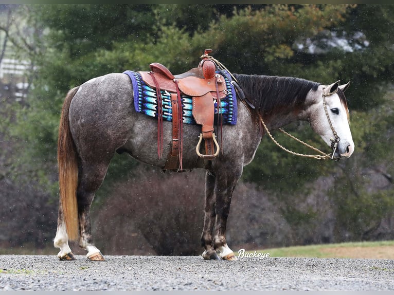 American Quarter Horse Wałach 5 lat 145 cm Siwa jabłkowita in Millersburg