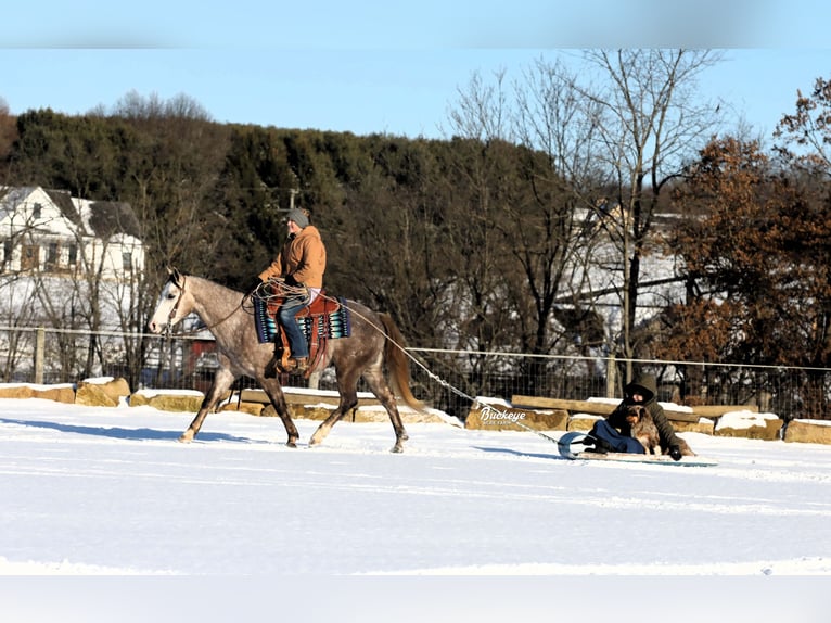 American Quarter Horse Wałach 5 lat 145 cm Siwa jabłkowita in Millersburg