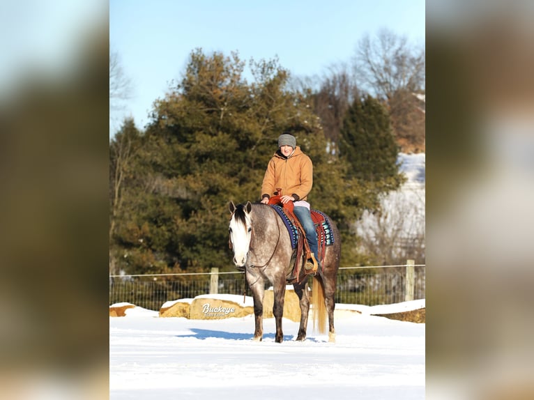 American Quarter Horse Wałach 5 lat 145 cm Siwa jabłkowita in Millersburg