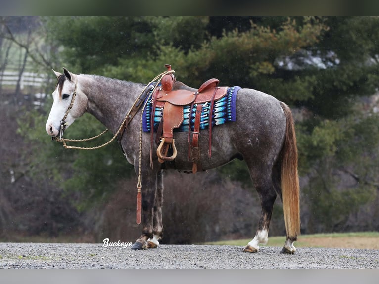 American Quarter Horse Wałach 5 lat 145 cm Siwa jabłkowita in Millersburg