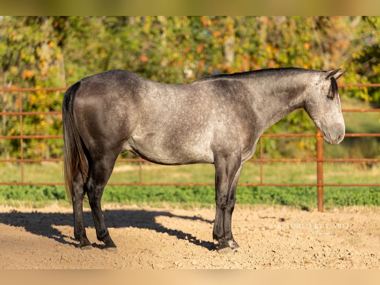 American Quarter Horse Wałach 5 lat 145 cm Siwa in Lewistown, IL