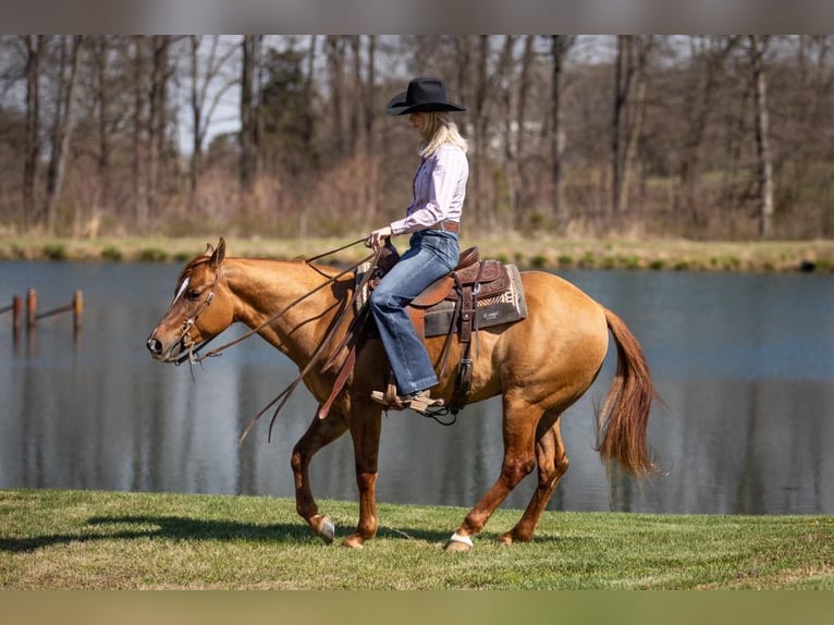 American Quarter Horse Wałach 5 lat 147 cm Bułana in MADISONVILLE, KY