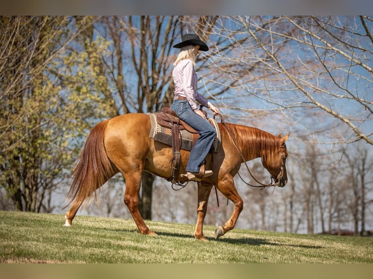 American Quarter Horse Wałach 5 lat 147 cm Bułana in MADISONVILLE, KY