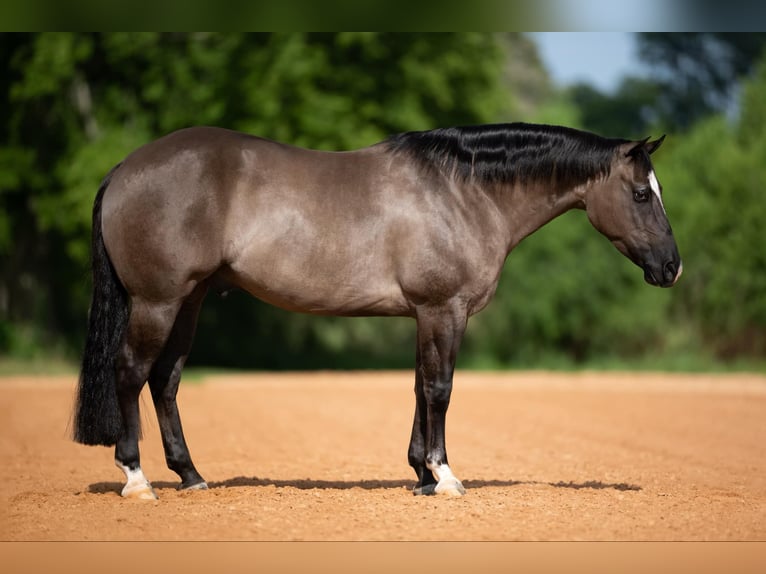 American Quarter Horse Wałach 5 lat 147 cm Bułana in Port Saint Lucie