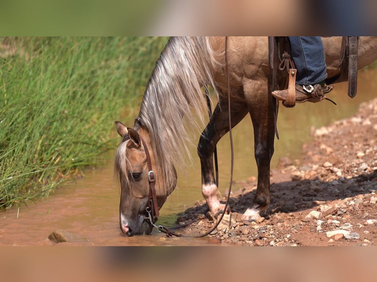 American Quarter Horse Wałach 5 lat 147 cm Bułana in Canyon TX