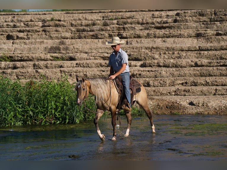 American Quarter Horse Wałach 5 lat 147 cm Bułana in Canyon TX