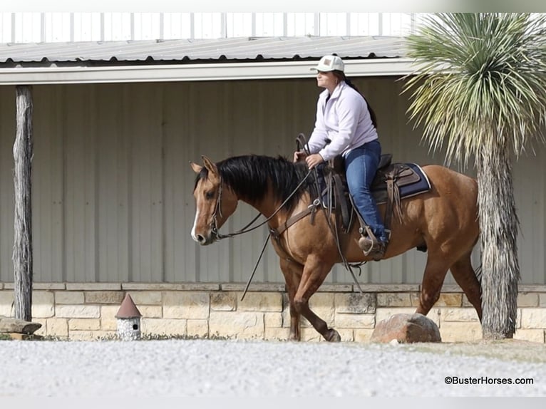 American Quarter Horse Wałach 5 lat 147 cm Bułana in Weatherford TX