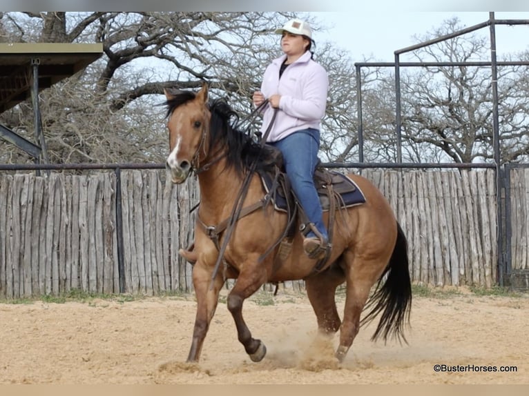 American Quarter Horse Wałach 5 lat 147 cm Bułana in Weatherford TX