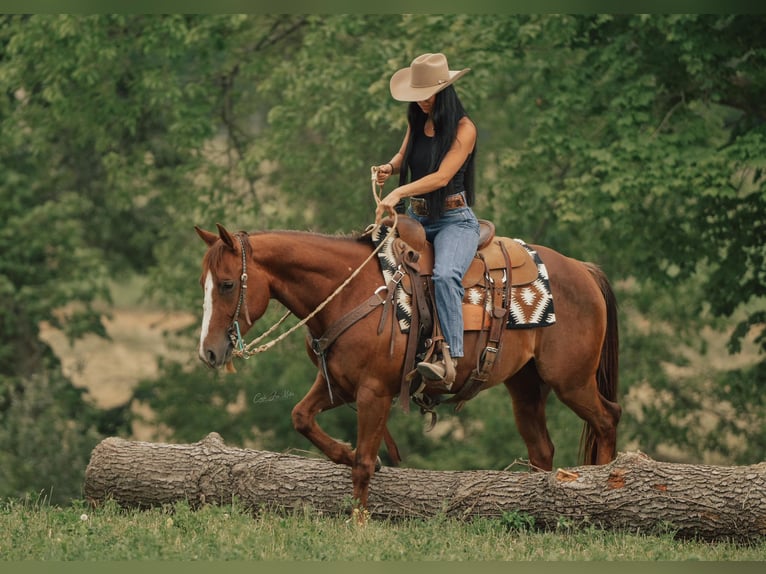 American Quarter Horse Wałach 5 lat 147 cm Ciemnokasztanowata in Fieldon IL