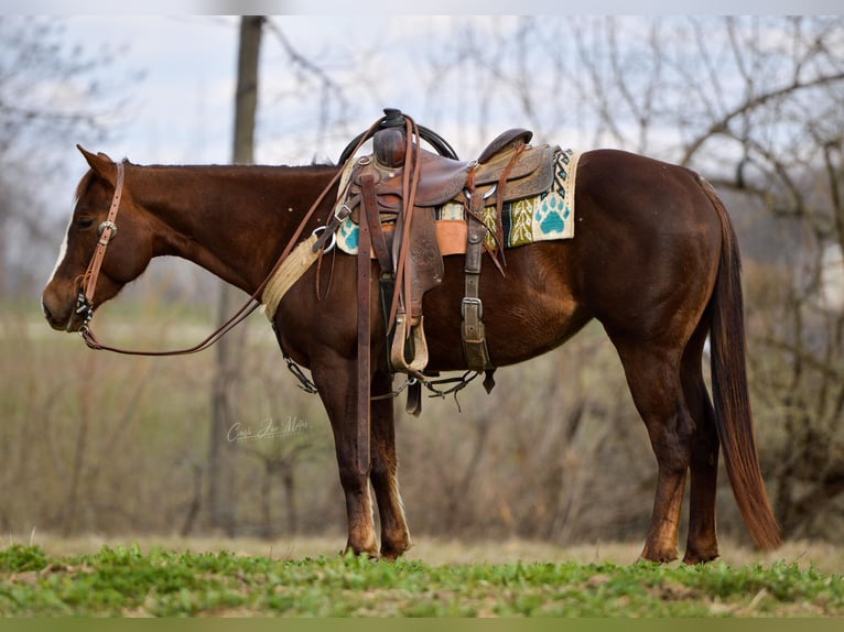 American Quarter Horse Wałach 5 lat 147 cm Ciemnokasztanowata in Fieldon IL