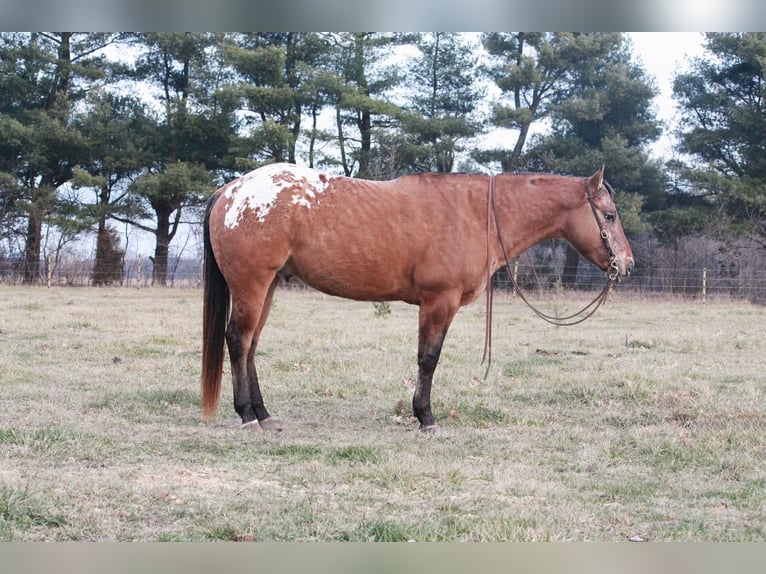 American Quarter Horse Wałach 5 lat 147 cm Cisawa in North Judson IN