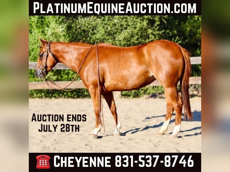 American Quarter Horse Wałach 5 lat 147 cm Cisawa in Bitterwater CA