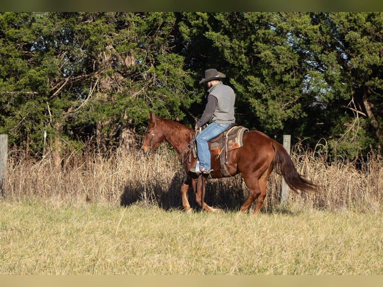 American Quarter Horse Wałach 5 lat 147 cm Cisawa in Greensburg KY