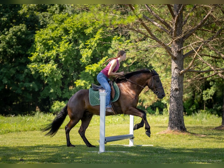 American Quarter Horse Mix Wałach 5 lat 147 cm Gniada in Auburn, KY